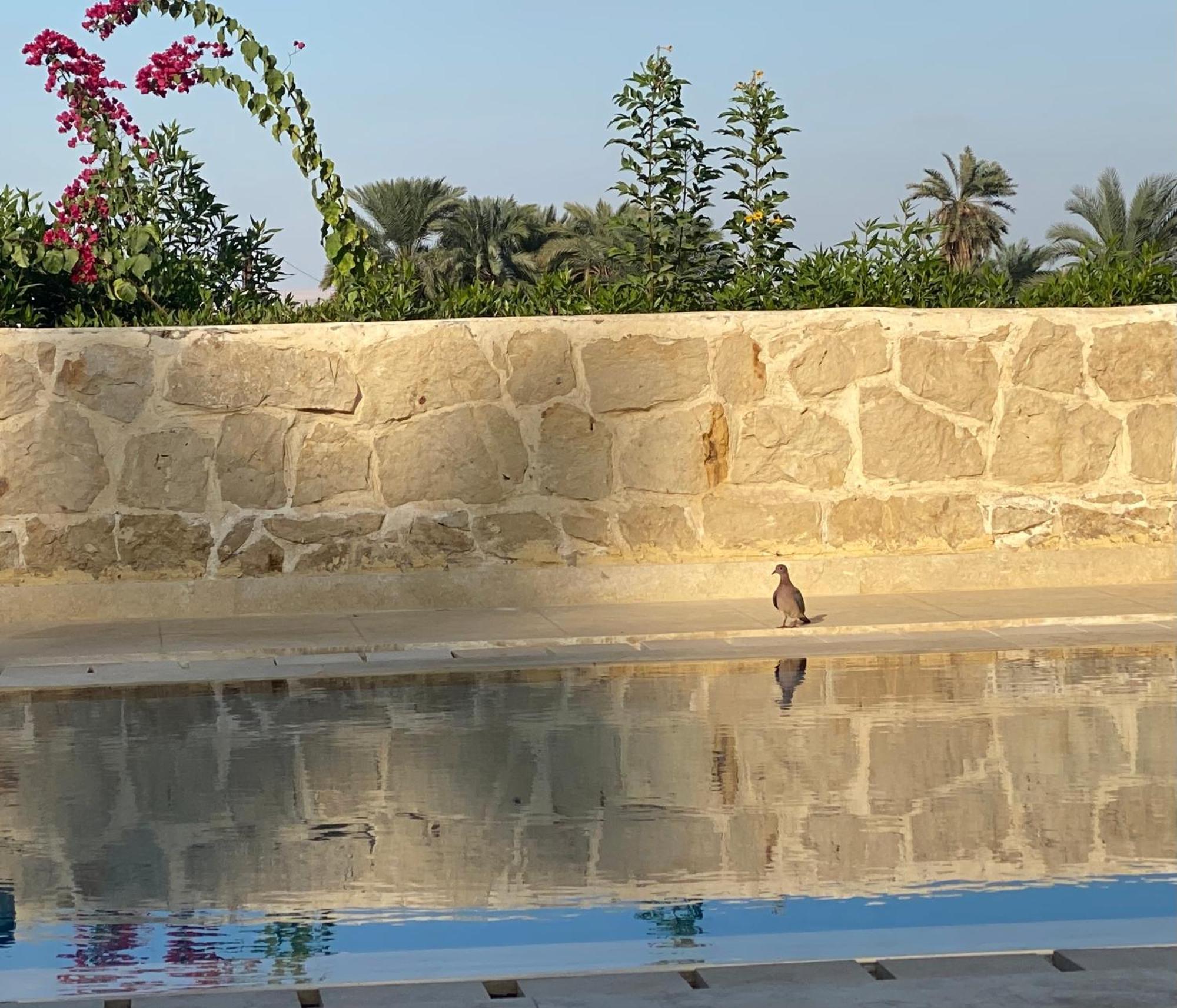 Lemon Tree Villa Tunis Exterior photo